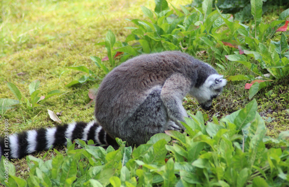 Fototapeta premium Ring tailed lemur