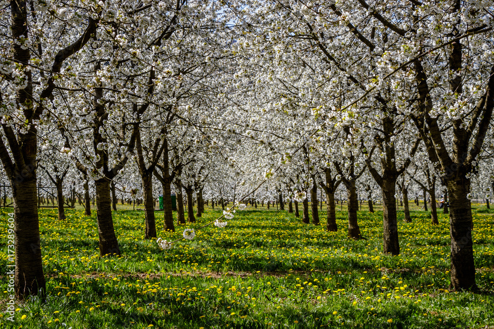 Fototapeta premium A beautiful meadow full of blossom cherry trees in Markgräferland