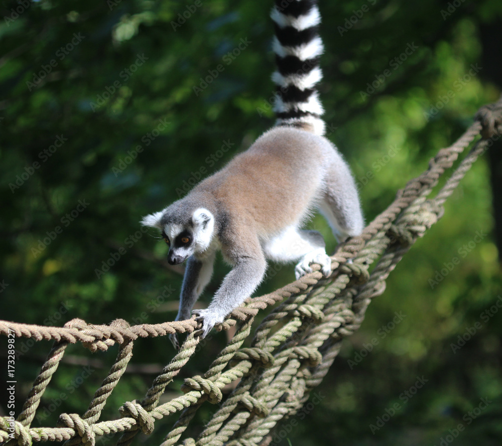 Obraz premium Ring tailed lemur