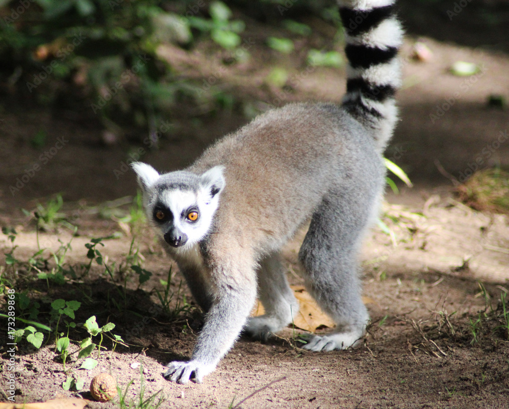 Naklejka premium Ring tailed lemur