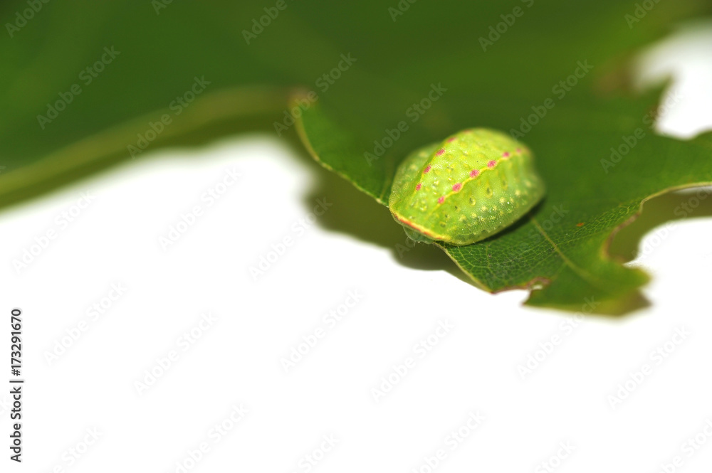 Fototapeta premium Green creature on the leaf isolated on white background