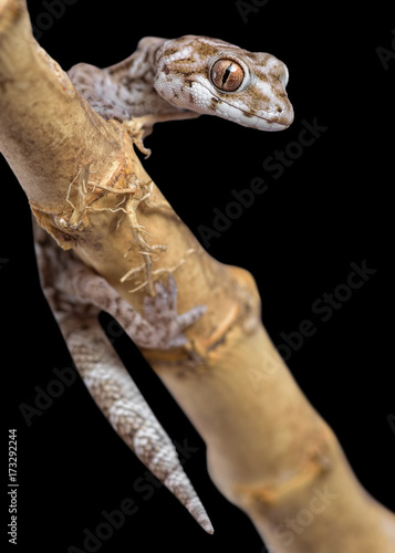 Viper gecko (Hemidactylus imbricatus) on black background closeup