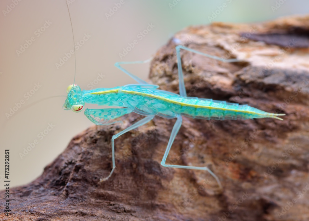 Amazing cyan colorful Tropidomantis mantis macro on wooden subsoil Amazing cyan colorful Tropidomantis mantis macro on wooden subsoil