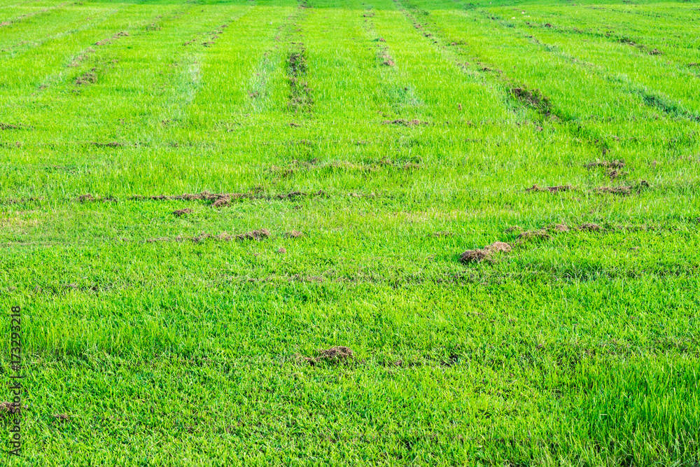 Wheel tracks on green grass field. Wheel tracks on green grass field.