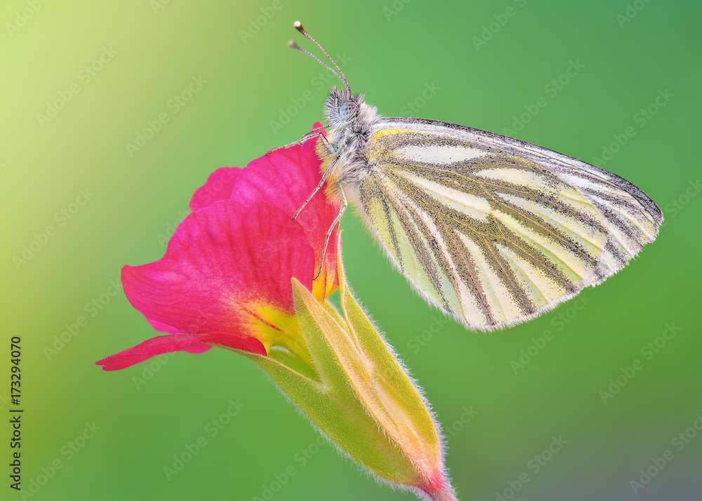 Green Veined White (Pieris napi) polish butterfly macro on Blue Muscari Mill flower in the spring, Natural soft light focus stack outdoor Green Veined White (Pieris napi) polish butterfly macro on Blue Muscari Mill flower in the spring, Natural soft light focus stack outdoor