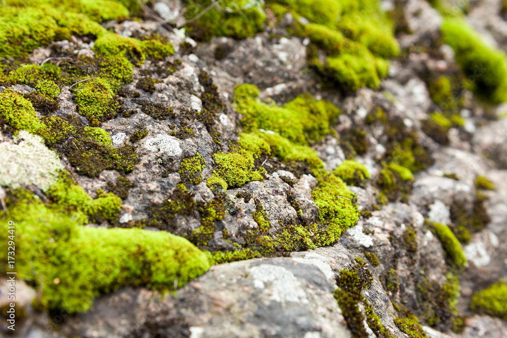 botany, nature, life cycle concept. macro photo of the cliff covered by bunch of fresh fuzzy and light green mosses that are growing in notches and cracks of its surface botany, nature, life cycle concept. macro photo of the cliff covered by bunch of fresh fuzzy and light green mosses that are growing in notches and cracks of its surface
