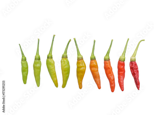 Development of different colors of chilli peppers.