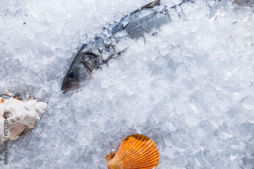 High Angle Still Life of Variety of Raw Fresh Fish Chilling on Bed of Cold Ice photo