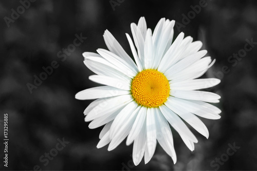 Black and white chamomile flower background.