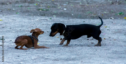 Dos perros cachorros de menos de un año jugando juntos al pilla pilla photo