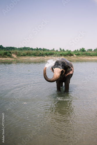 Asiatic Elephant having a bath in the river, Chitwan National Park, Nepal-India