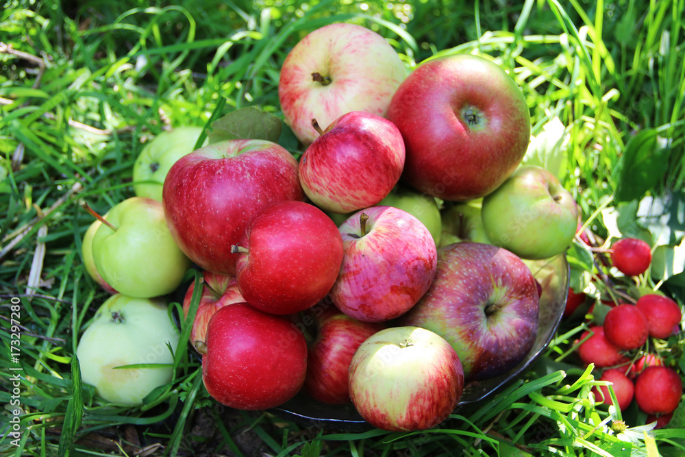 apples apples