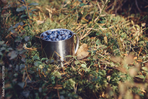 Blueberries in metal cup in forest. Fresh blueberries in metal cup on the ground in forest. A cup of blueberries