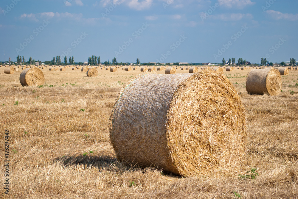 Round yellow stacks of hay dry straw, mown grass lie on the field in a bright summer sunny day, against a background of blue sky with clouds and green trees