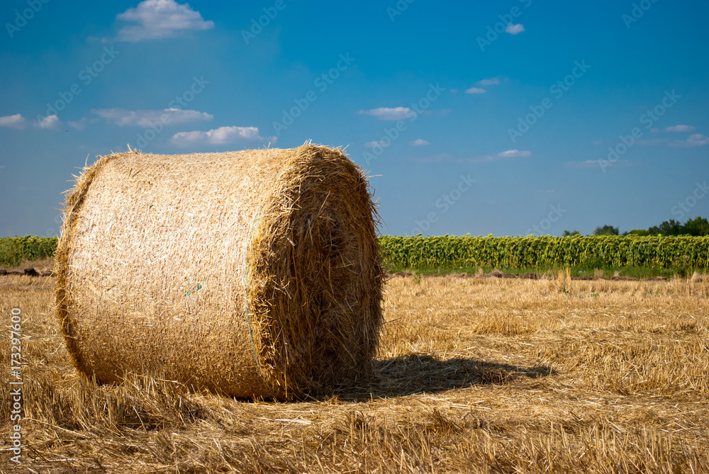 Round yellow stacks of hay dry straw, mown grass lie on the field in a bright summer sunny day, against a background of blue sky with clouds and green trees