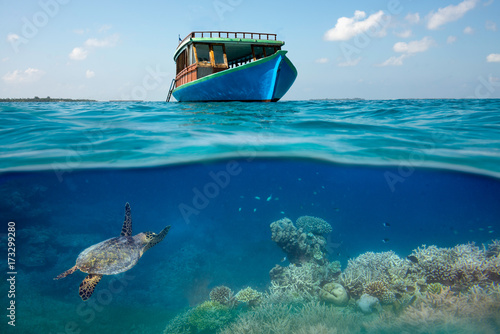 Sea turtle under a boat in a coral reef