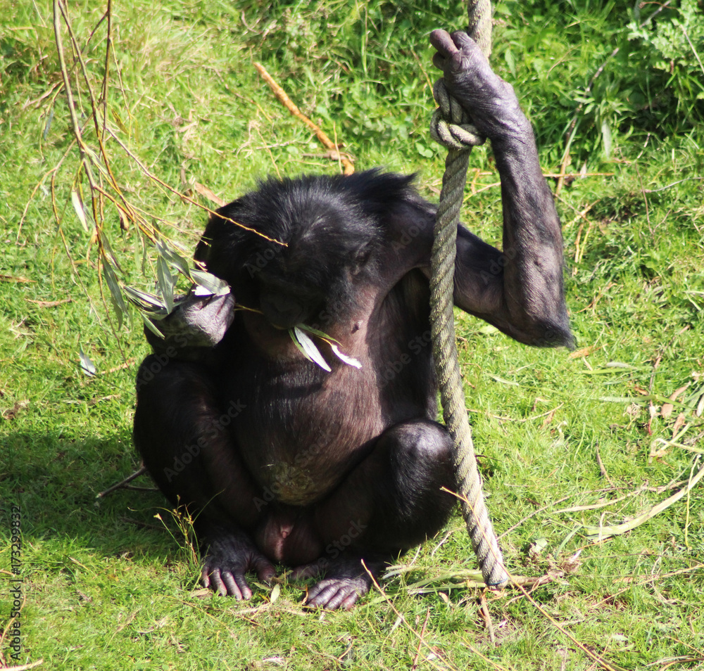 Obraz premium bonobo