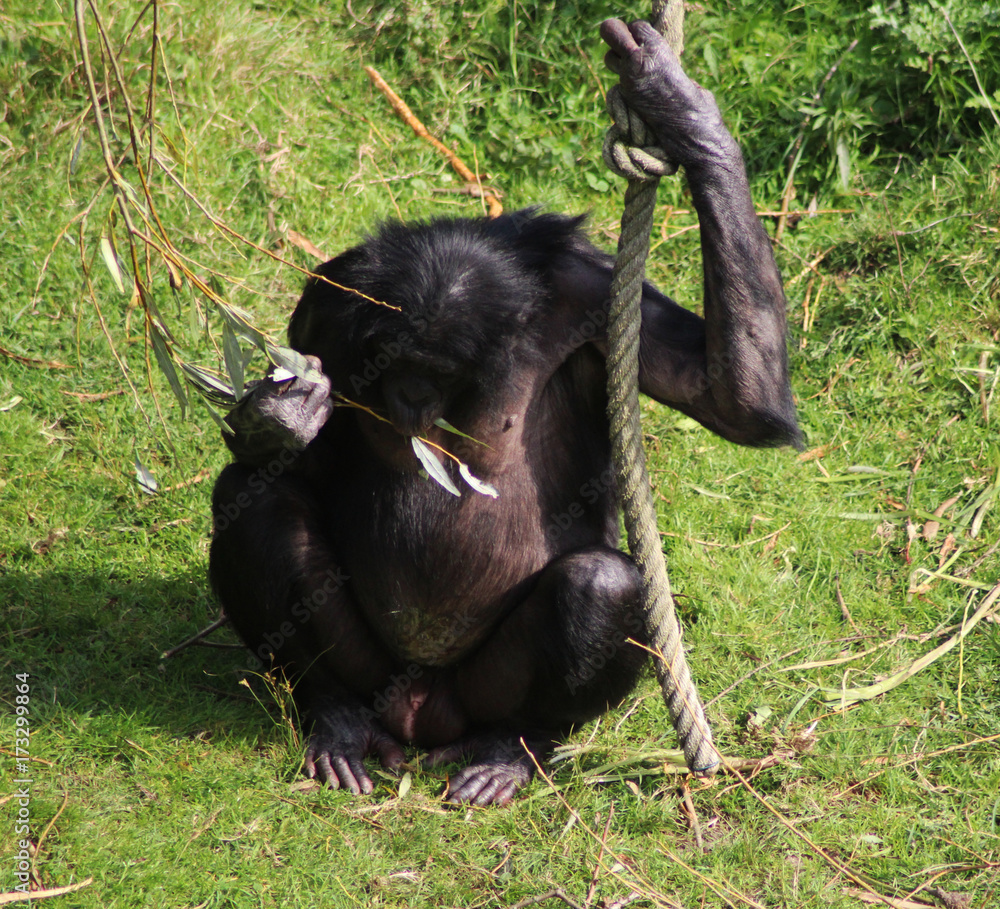 Obraz premium bonobo