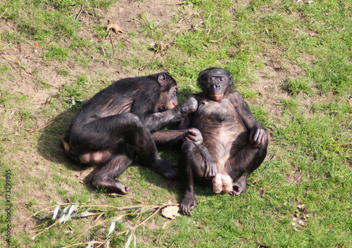 Fotografie bonobo