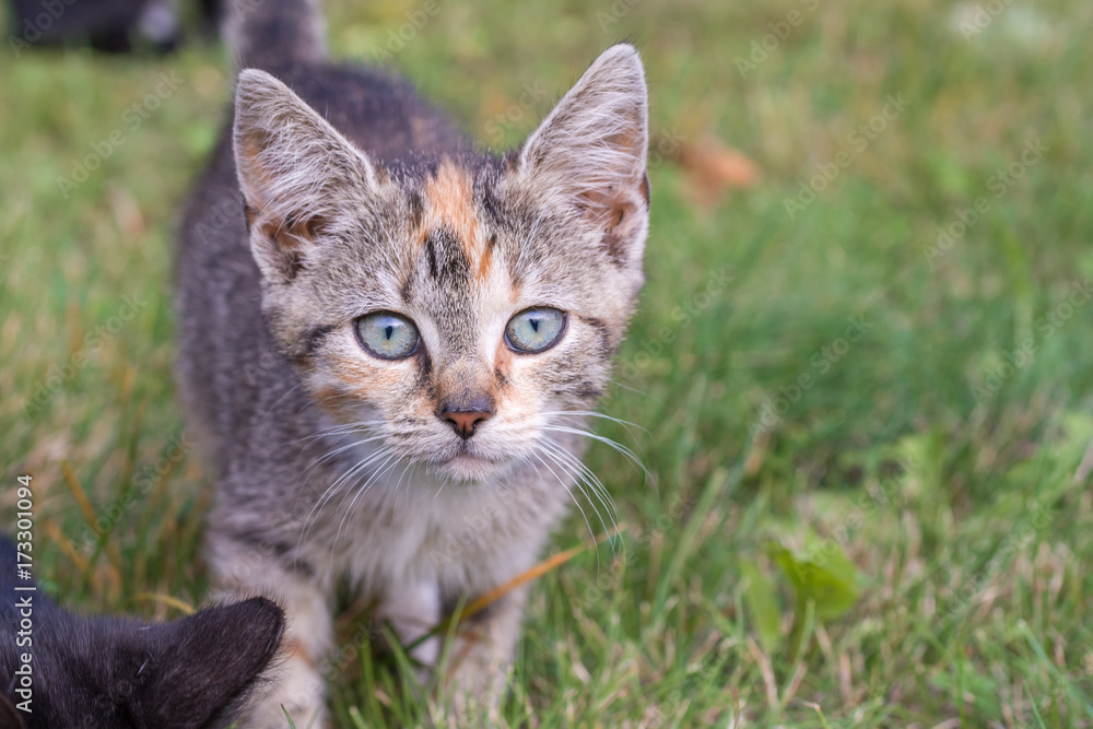 Neugierige Katze schaut mit ihren blauen Augen in die Kamera Neugierige Katze schaut mit ihren blauen Augen in die Kamera