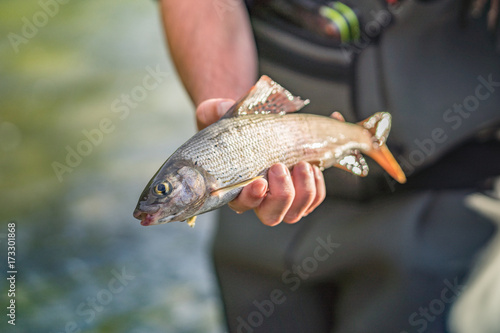 Fototapeta Naklejka Na Ścianę i Meble -  Lebender Fisch Äsche in der Hand gehalten bei Sonnenschein in der Natur von Angler in Wathose