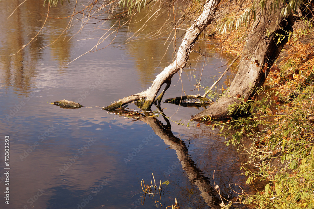 Broken tree branch on the bank of a reservoir Broken tree branch on the bank of a reservoir