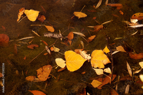 Autumn etude with the fallen-down yellow leaves on a water