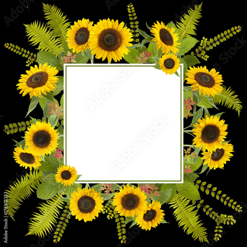 Fototapeta Naklejka Na Ścianę i Meble -  adorable sunflower background with fern and leaves, free space for your text