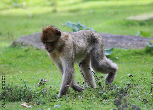 Barbary macaque (Macaca sylvanus) © Michael Meijer