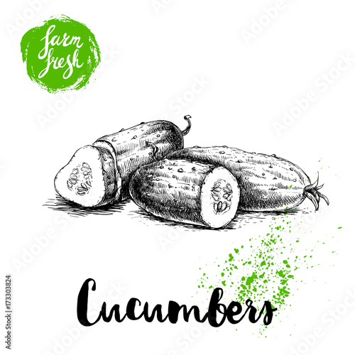 hand drawn sketch style whole cucumber and half of cucumber with slice. Vector fresh farm vegetables poster. Retro illustration.