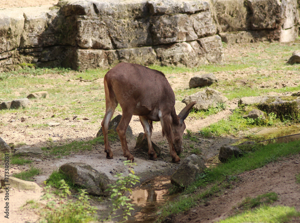 Barbary sheep Barbary sheep