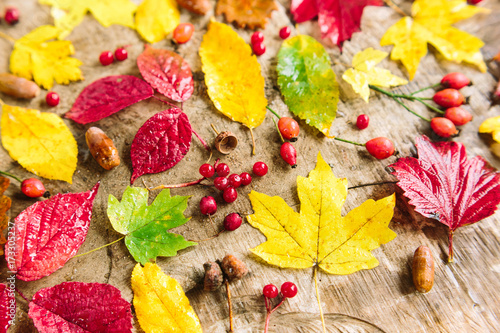 environment, autumn, decoration concept. bloody red rowanberries and healthy rosehip berries placed among bright red and sunny yellow leaves of maples and poplars