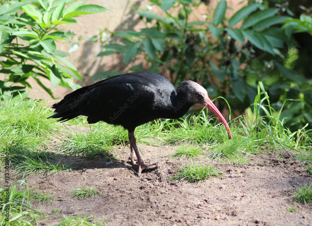 Naklejka premium northern bald ibis