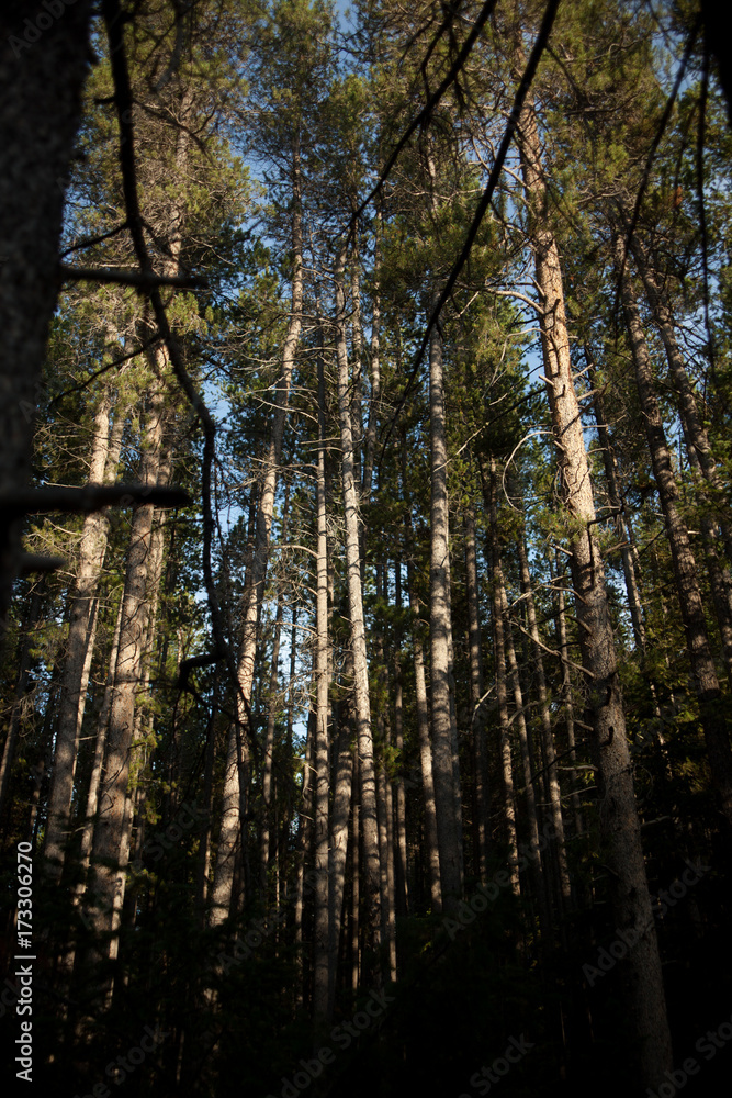 Obraz premium Woodlands Golden Hour