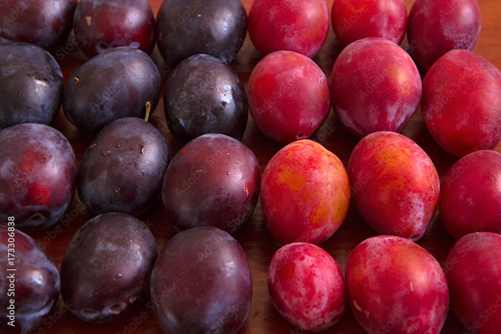 Autumn. Harvest season for plums III Autumn. Harvest season for plums III