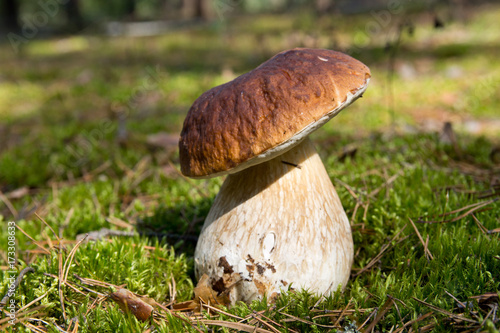 Cep mushroom .Boletus in the moss in the forest under the rays of the sun.