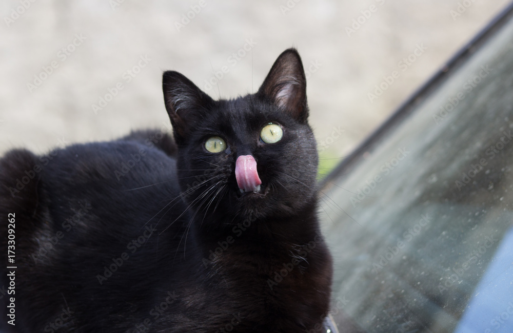 Hungry cat showing the tongue