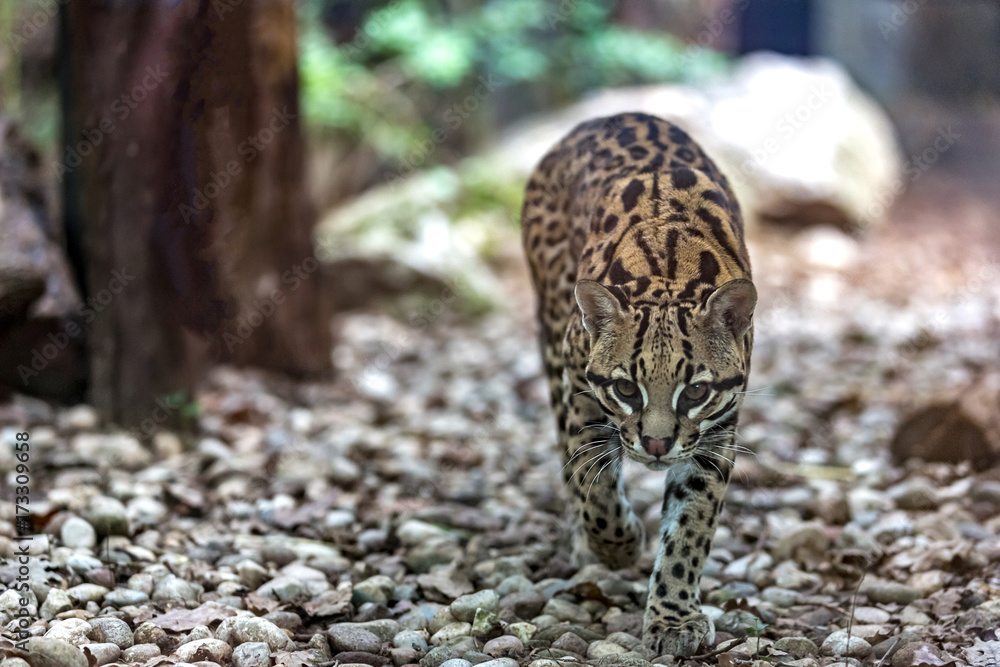 Fototapeta premium ocelot