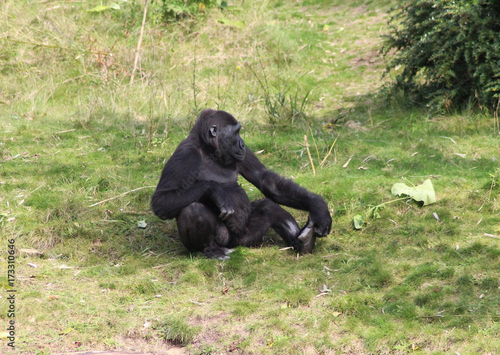 western lowland gorilla (Gorilla gorilla gorilla) western lowland gorilla (Gorilla gorilla gorilla)