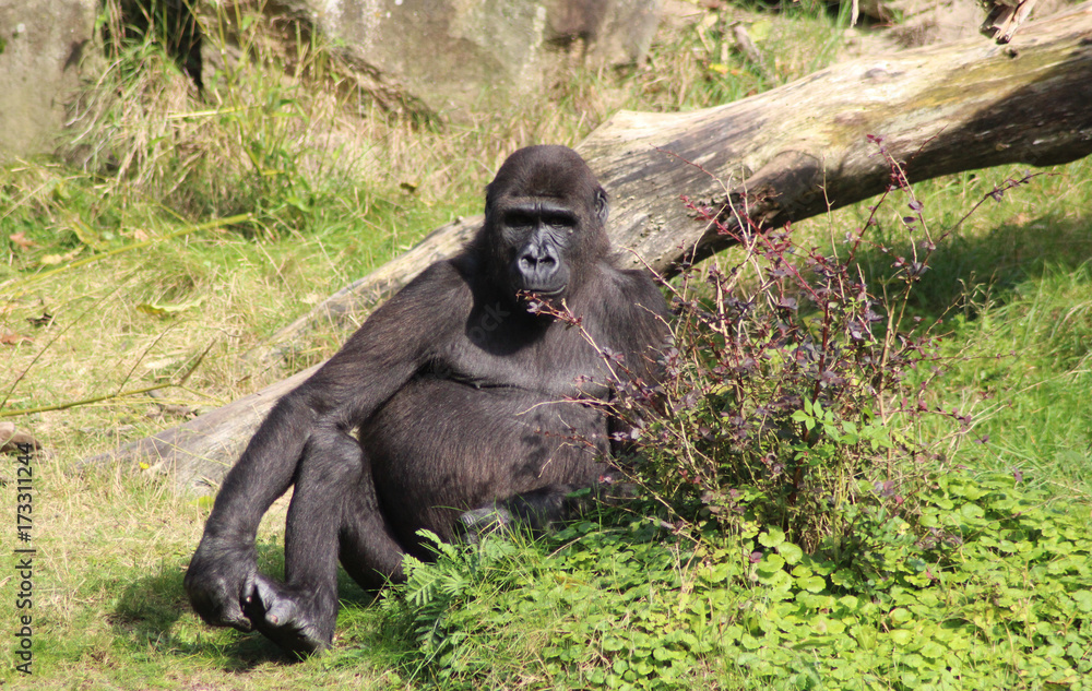 Naklejka premium western lowland gorilla (Gorilla gorilla gorilla)