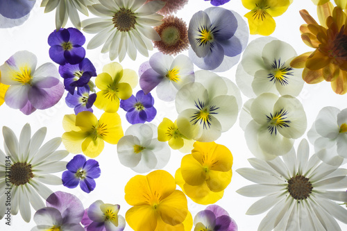 Frühlingsblumen