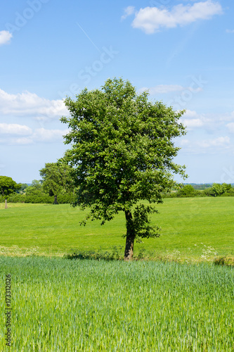 Lonely tree in green summer field