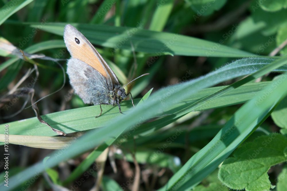 Naklejka premium Bräunling