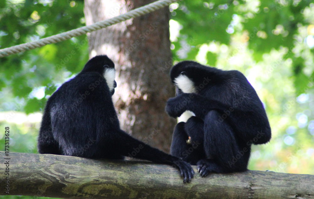 northern white-cheeked gibbon (Nomascus leucogenys) northern white-cheeked gibbon (Nomascus leucogenys)