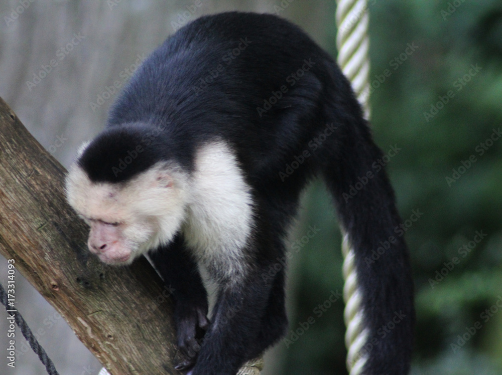 Fototapeta premium white-headed capuchin (Cebus capucinus)