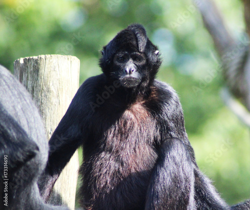 black headed spider monkey photo