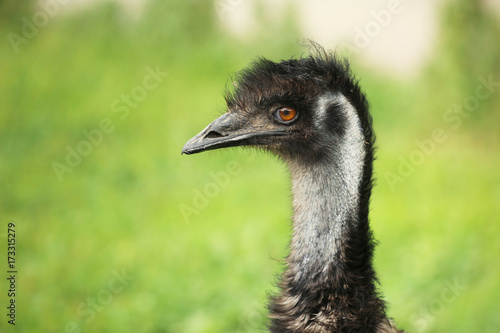 Grown emu outdoors