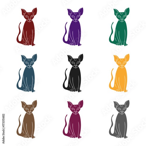 Peterbald icon in black style isolated on white background. Cat breeds symbol stock vector illustration.