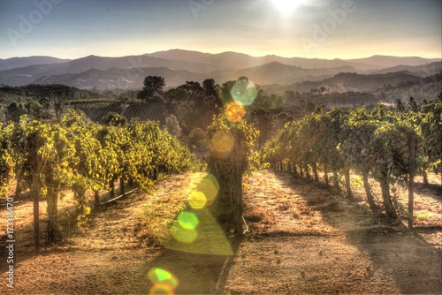 Sunrise Vineyard Landscape in Lake County, California photo