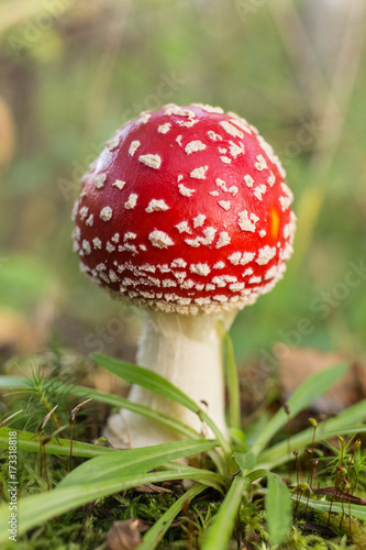 fly agaric close up